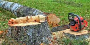 Best Root Management and Removal  in Hampton, TN