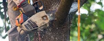 Best Tree Preservation Services  in Hampton, TN