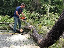 Best Tree Fertilization  in Hampton, TN