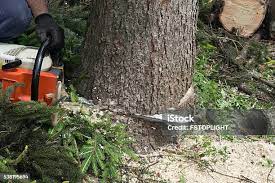 Best Palm Tree Trimming  in Hampton, TN