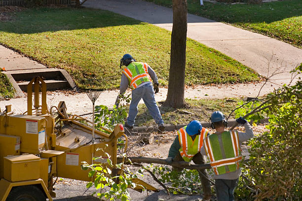 Reliable Hampton, TN Tree Removal Solutions