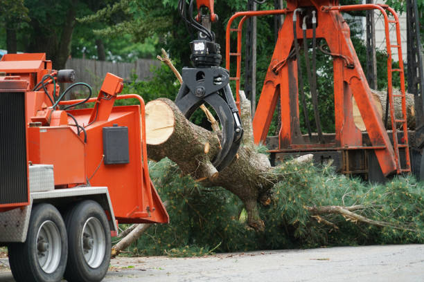 Best Lawn Watering Services  in Hampton, TN