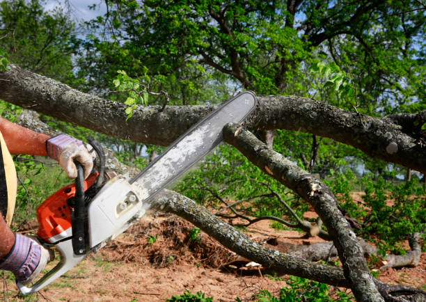  Hampton, TN Tree Removal Pros