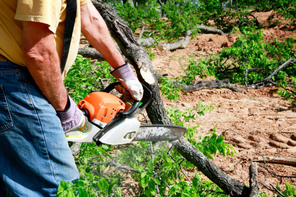 Best Lot and Land Clearing  in Hampton, TN